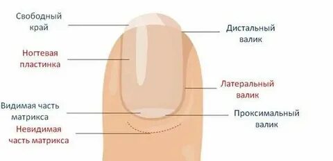Бугорки на ногте большого пальца