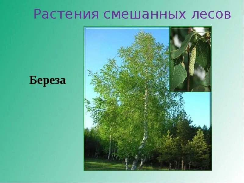 Растения смешанных лесов 4 класс окружающий мир. Растительность зоны лесов. растения в смешанном лесу. растения зоны лесов 4 класс. зона смешанные леса растения.