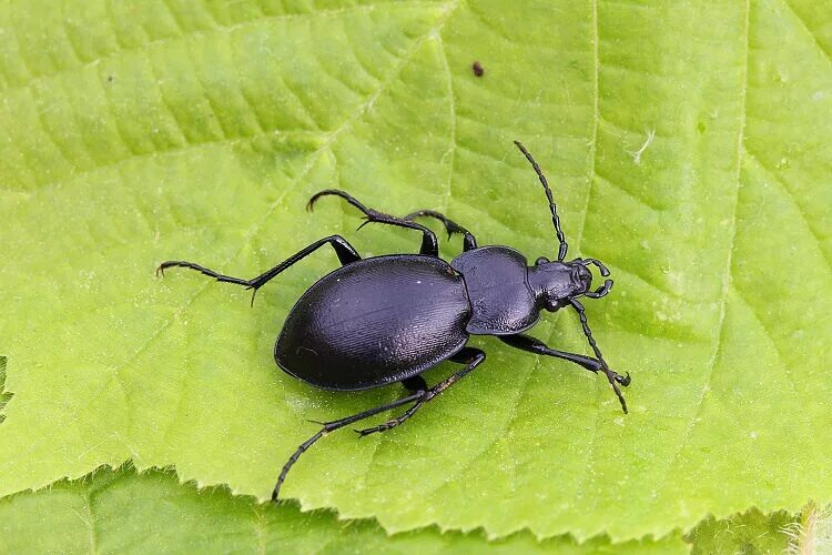 Жужелица среда. Жук жужелица. Жужелица венгерская Carabus Hungaricus. Черный Жук жужелица обыкновенная. Жук Карабус жужелица выпуклая.