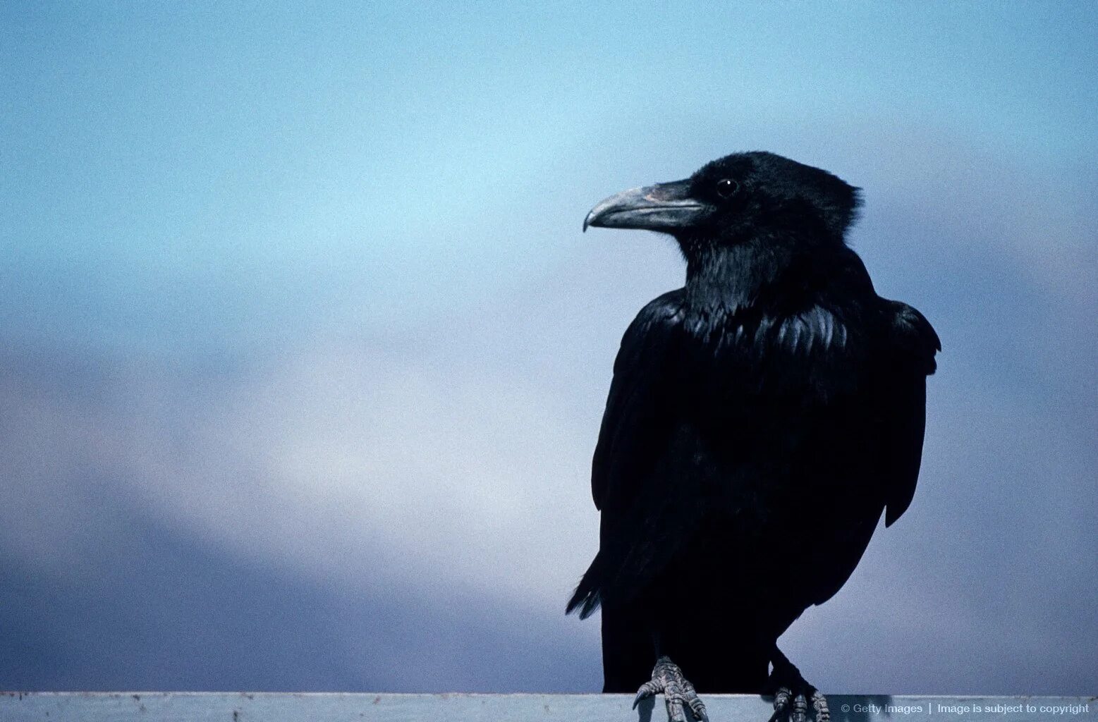 Черный ворон блок. Черный ворон блок. Стих ворона александр александрович блок. Ворона фото. Шагающий ворон.