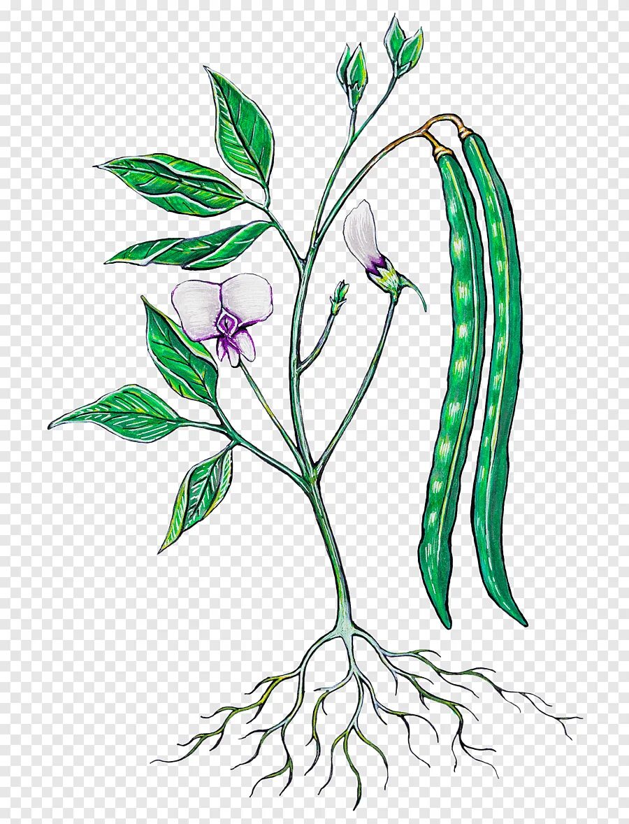 Фасоль рисунок растения