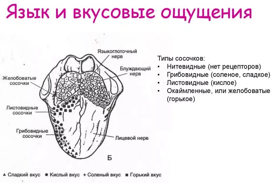 Какой участок языка воспринимает. Вкусовые рецепторы на языке схема. Рецепторы языка человека схема. Вкусовые сосочки языка схема.