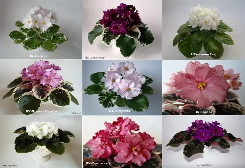 Фиалки сорта нк. Нк-сердце камелота. Фиалка нк императорский сад. Фиалка нк тирский пурпур. Сенполия эклектика.