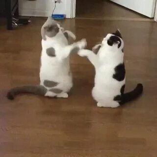 Тапа котик