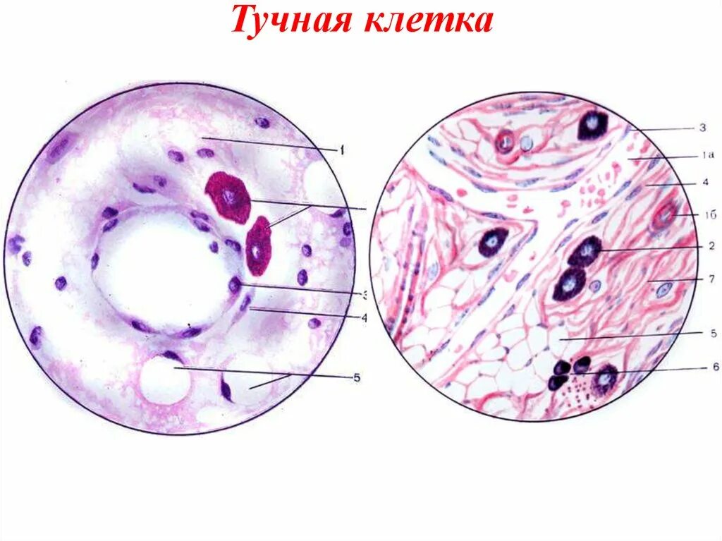 Структура клетки гистология. Тучные клетки соединительной ткани гистология. тучные клетки гистология функции. тучная клетка строение гистология. тучные клетки гистология препарат.