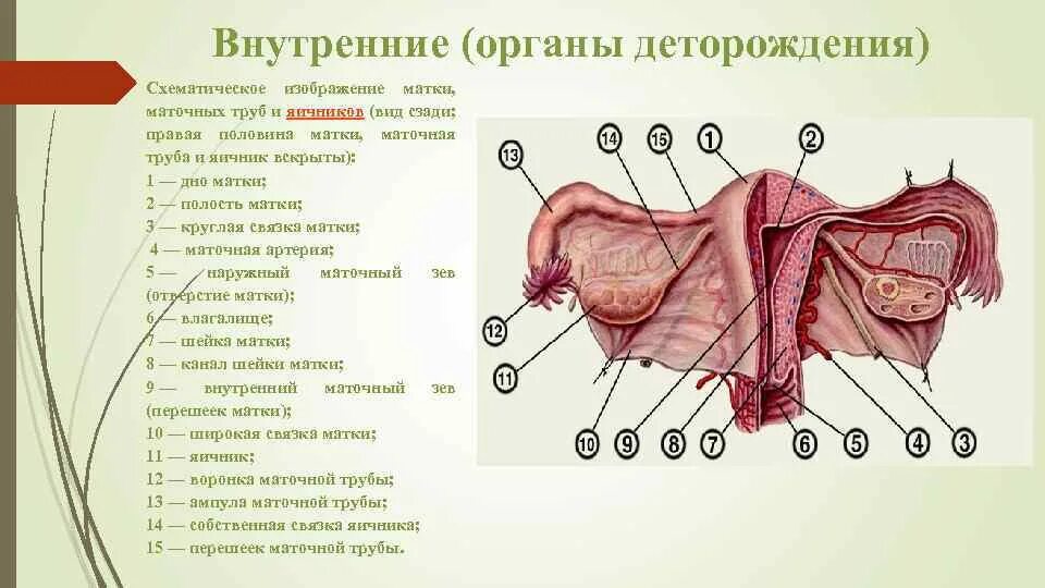 Строение женских органов картинки. Строение женских половых органов вид сбоку. Строение женских.половых органов внутренних наружных.