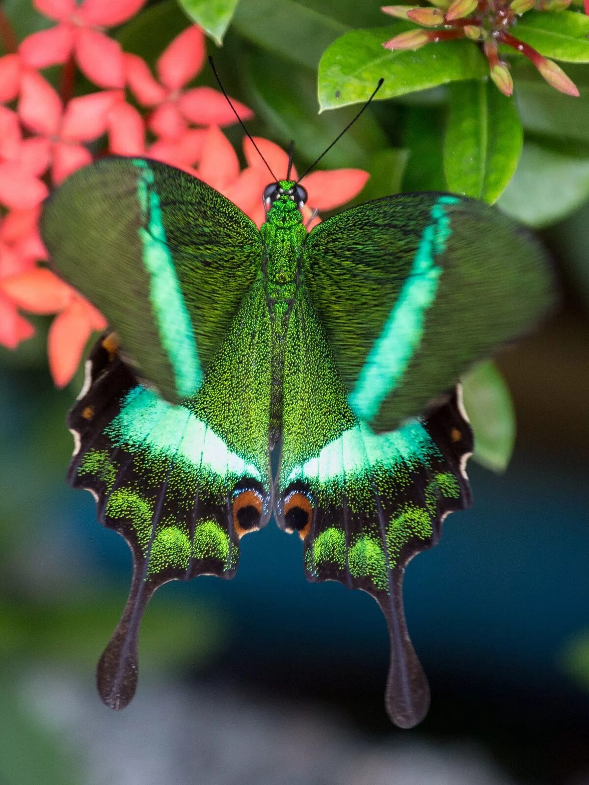 Papilio Palinurus бабочка. Парусник Палинур Papilio Palinurus. Бабочка парусник Палинур зелёная. Изумрудный Палинур. Черно зеленая бабочка