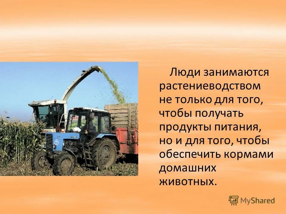 Презентация 4 класс растениеводство в нашем крае. Сообщение о полеводстве. Доклад на тему Растениеводство. Растениеводство в нашем крае. Презентация на тему Растениеводство нашего края.