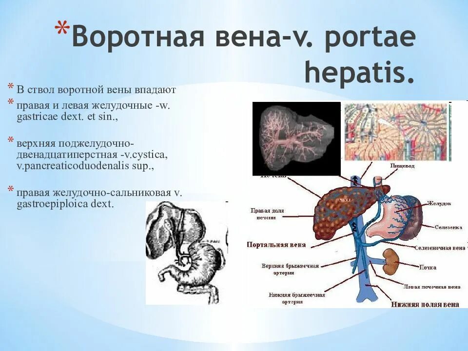 Нормы вен печени