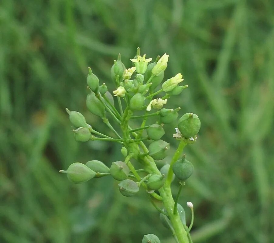 Рыжика посевного (Camelina Sativa),. Camelina Рыжик. Camelina microcarpa. Camelina Sativa семена.