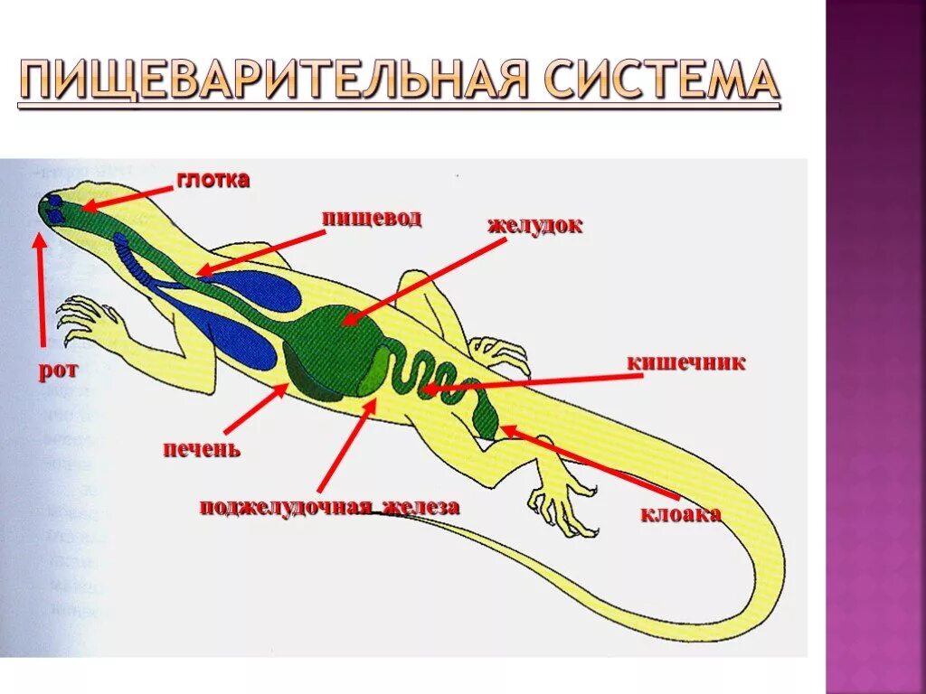 Клоака у земноводных и пресмыкающихся. Пищеварительная система змеи схема. Дыхательная, пищеварительная, кровеносная системы рептилий.. Пищеварительная система прыткой ящерицы. Внутреннее строение ящерицы пищеварительная система.