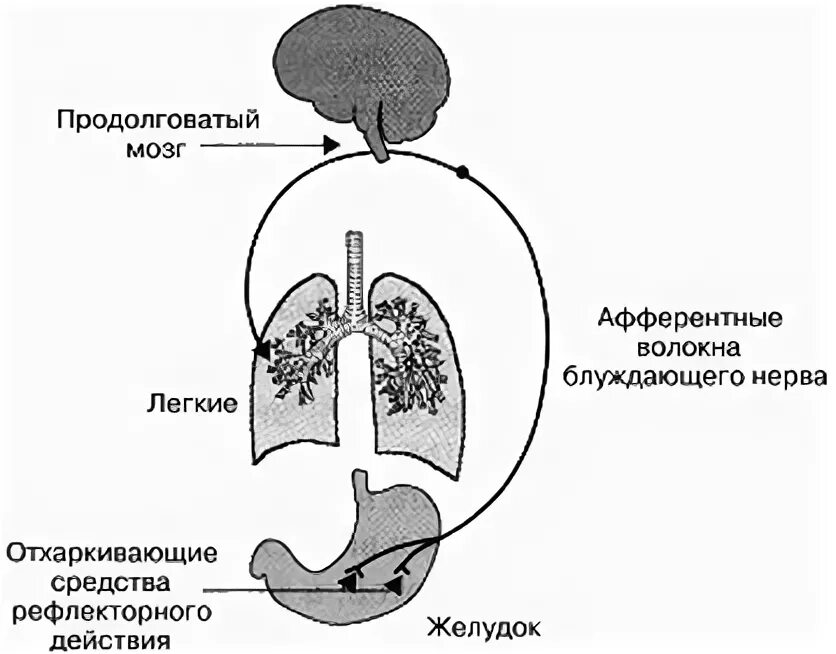 Отхаркивающее средство рефлекторного действия. Отхаркивающие препараты механизм действия рефлекторного. Механизм действия отхаркивающих средств рефлекторного действия. Механизм действия отхаркивающих резорбтивного действия. Схема действия отхаркивающих средств рефлекторного типа.