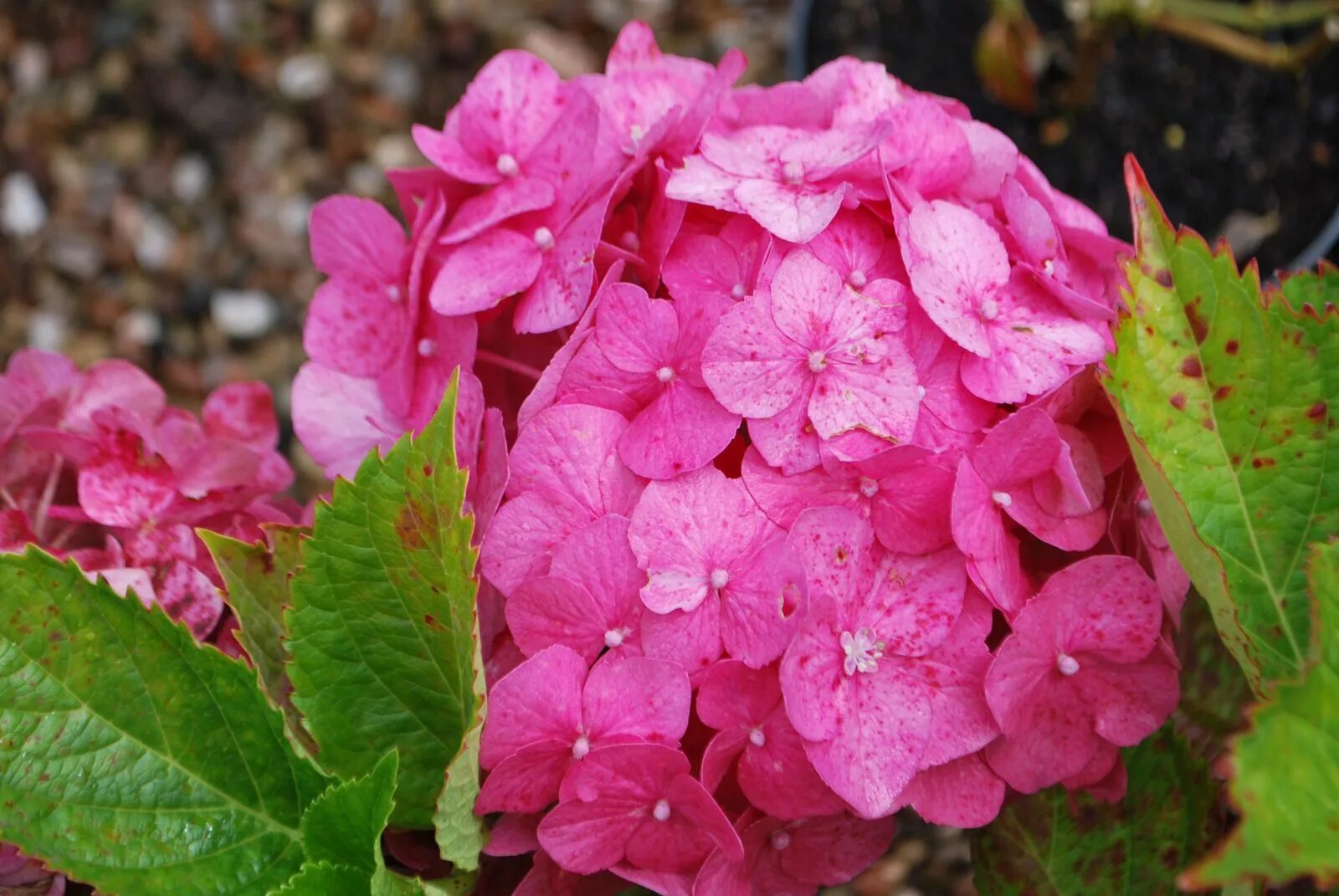 Полить гортензию для цвета. Чем поливать гортензию. Чем поливать гортензию чтобы она была разных цветов. Чем полить гортензию для изменения цвета на синий.