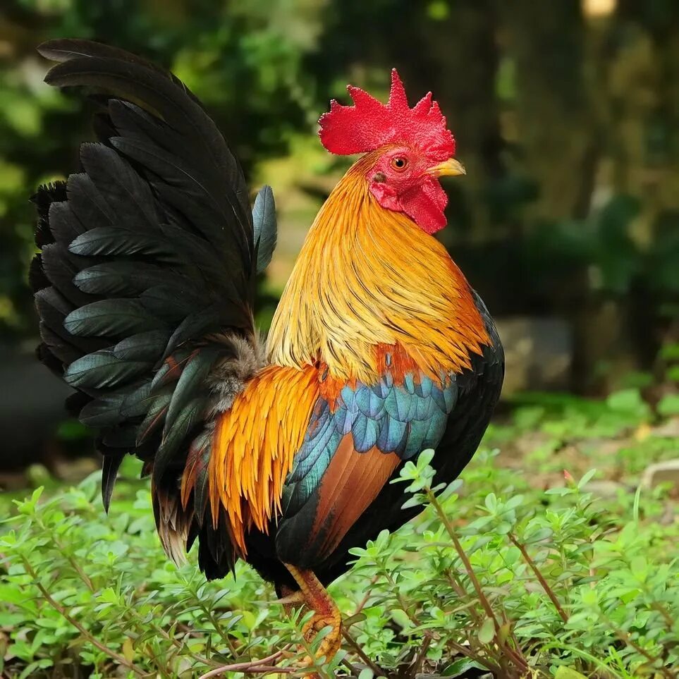 Бентамка порода Феникс. Гибискус Bantam Rooster. Петух бентамка. Банкивские куры.