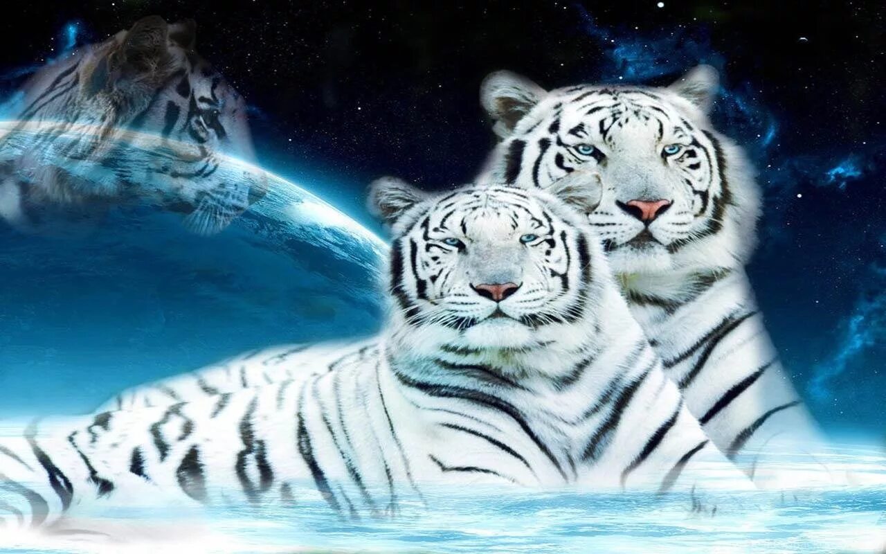 Живые обои тигр. Тигр обои. Заставка на рабочий стол тигр. Белый тигр. Заставка на телефон тигр.