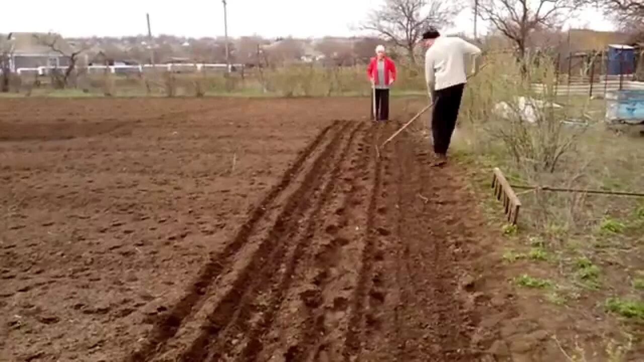 Посадка моркови в борозды. Морковь в гребнях посев. Посадка моркови в гребни. Морковь в бороздах.