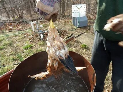 Утку ощипать быстро и легко