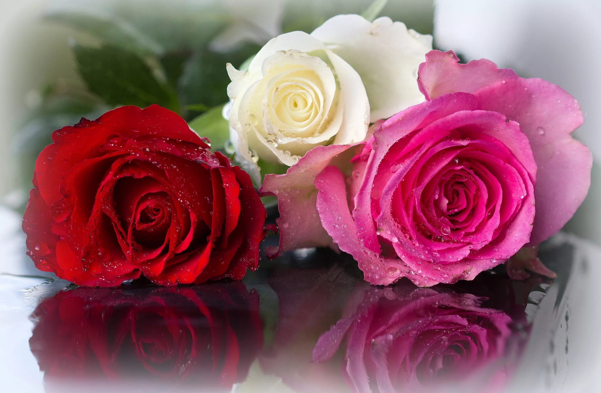 Розы 3 цветка. Красивые розы. Розы фото красивые. Открытки с розами. Розы разные.