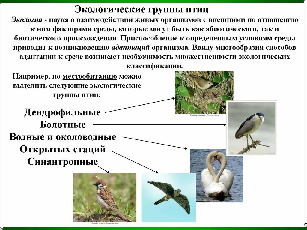 Экологические типы птиц 7 класс биология. Таблица экологические группы птиц 7 кл биология. Экологические группы птиц сообщение. Экология птиц. Роль птиц в экосистеме