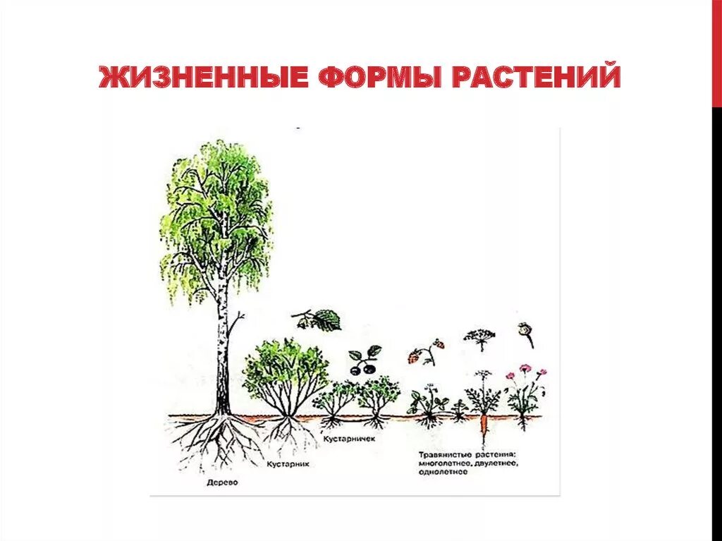 Определите жизненные формы растений. Зарисовать жизненные формы растений. Дизненныеформ растений. Растения разных жизненных форм. Жизненные формы растений схема.