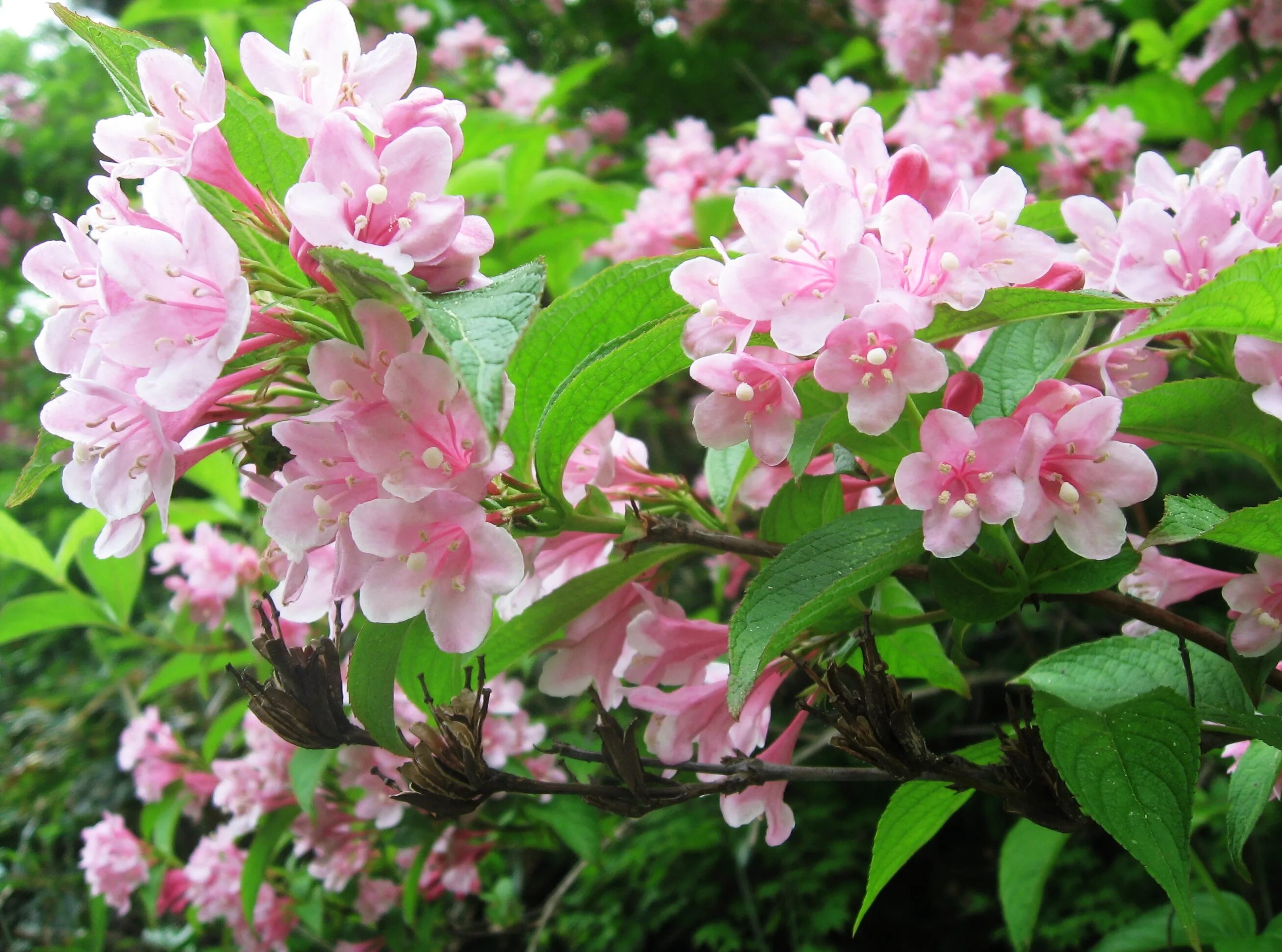 Фото красивых цветущих кустарников. Вейгела Розеа. Вейгела rosea. Вейгела Цветущая rosea. Вейгела Стириака.