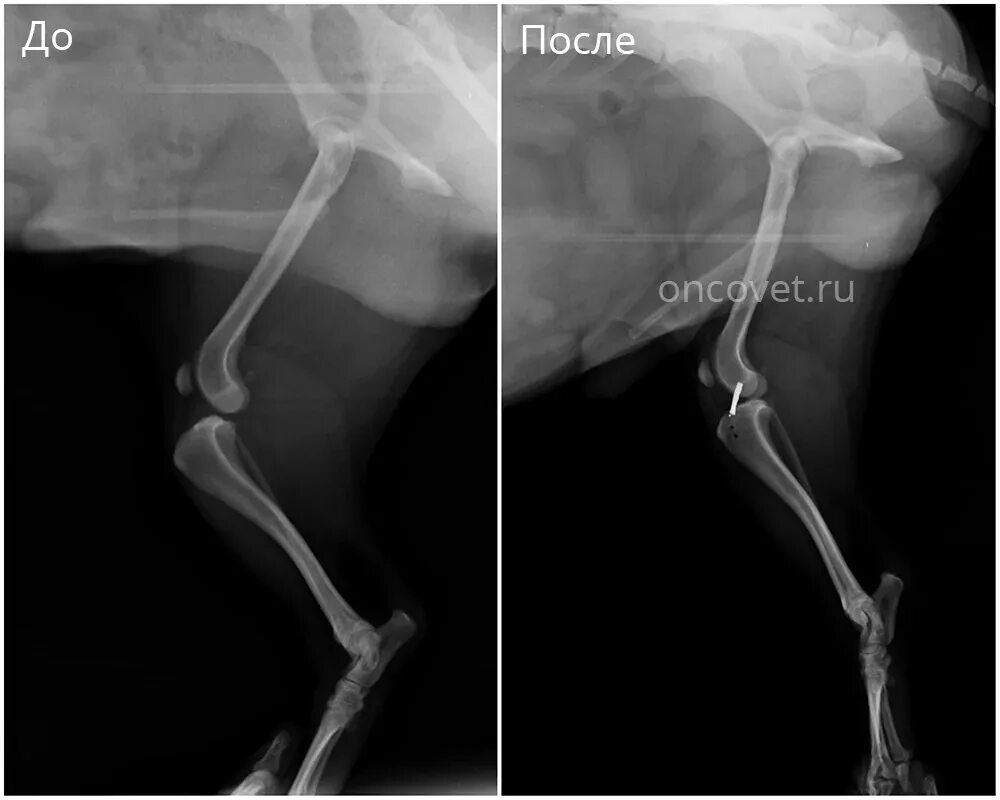 Разрыв связки у собаки. Разрыв передней крестообразной связки у собаки. Разрыв передней крестообразной связки у собаки рентген. Разрыв ПКС коленного сустава у собак. Разрыв передней крестообразной связки рентген.