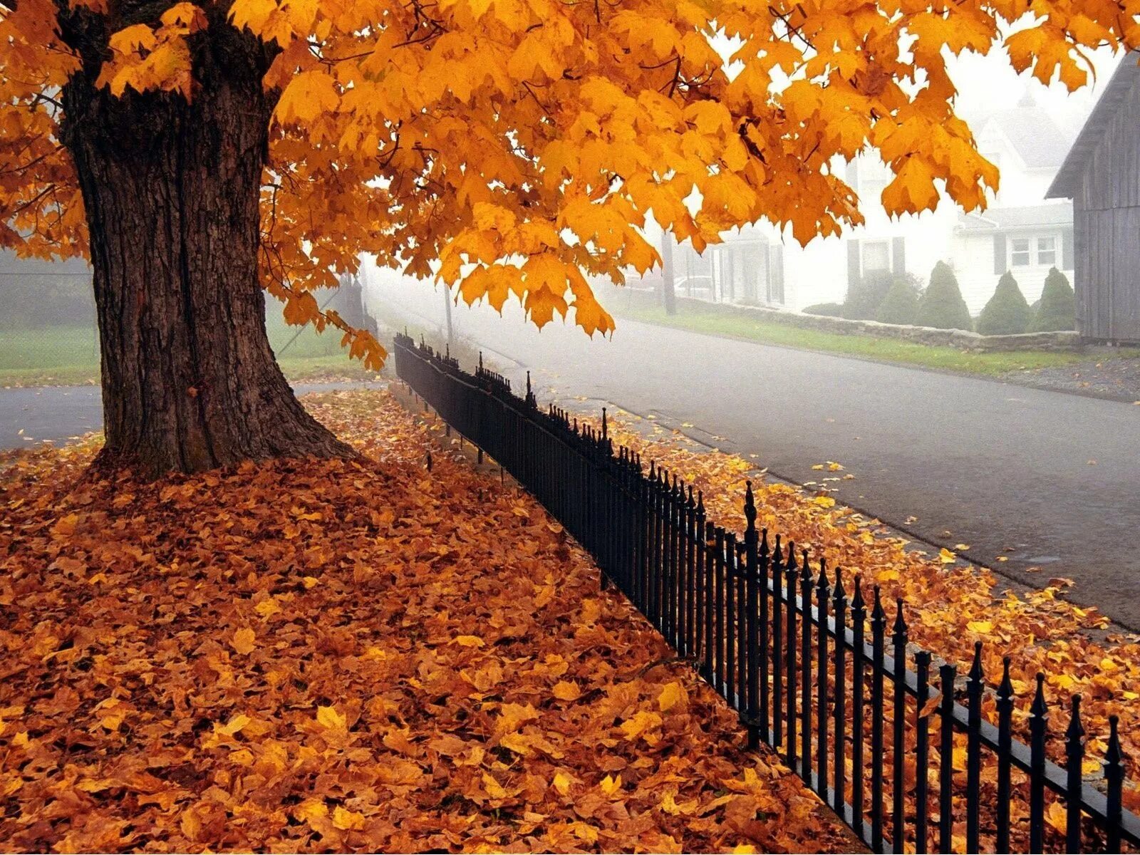 October first. Осень. Осенние картинки. Обои осень. Золотая осень.