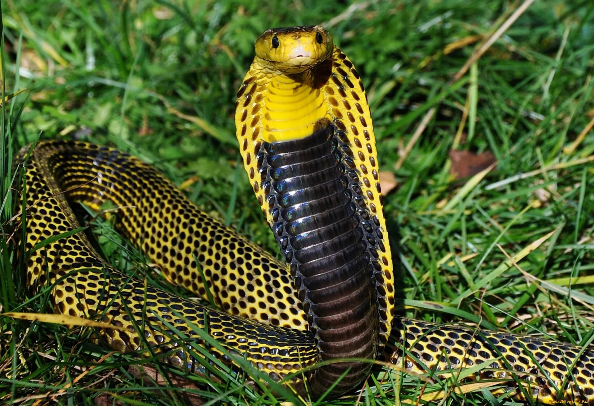 Cobra yks. Королевская очковая Кобра. Королевская Кобра гамадриад. Змея очковая Кобра. Филиппинская Кобра.