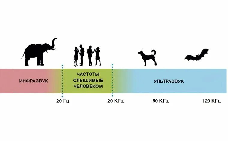 Инфразвук, слышимый диапазон и ультразвук. Диапазон частоты звуковых волн инфразвук ультразвук. Шкала звуковых частот. Звук инфразвук ультразвук. Слышу ультразвук