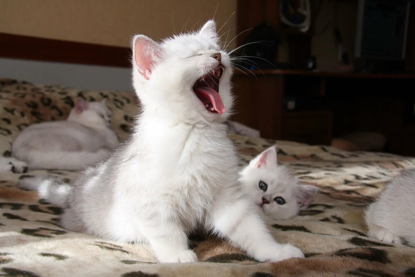 Добрые картинки с надписями. Белый кот зевает. Доброе утро котенок. С добрым утром котенок. Котенок балуется.