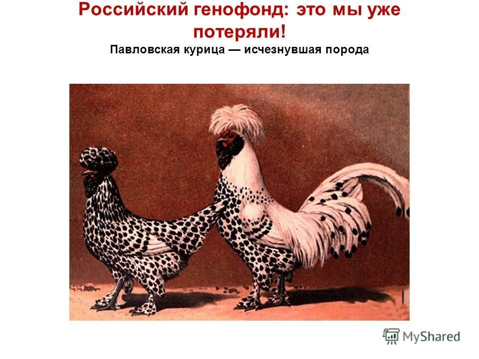 генофонд порода кур. исчезнувшая порода кур. курицы породы генофонд. куры генофонда породы. пушкинский генофонд птицы.
