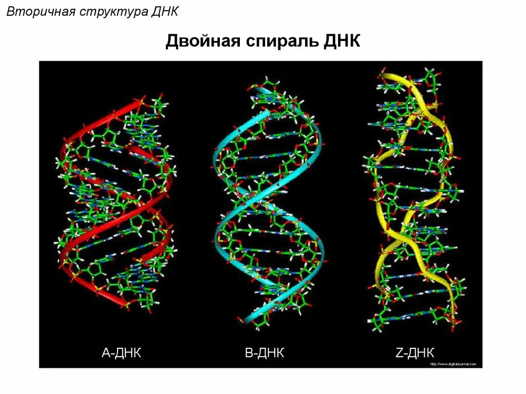 днк состав строение. днк и рнк. нарисуйте схему строения днк. репарация днк система. система днк.