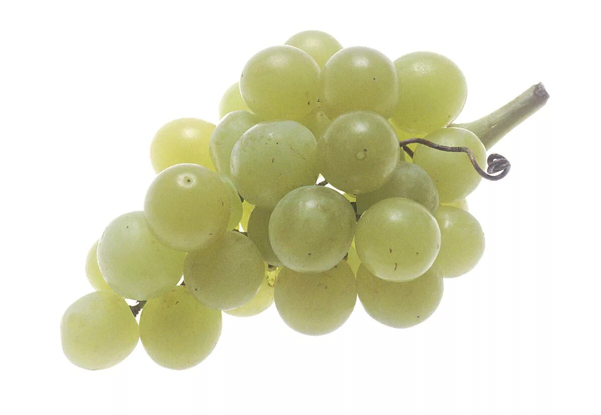 Grape 2