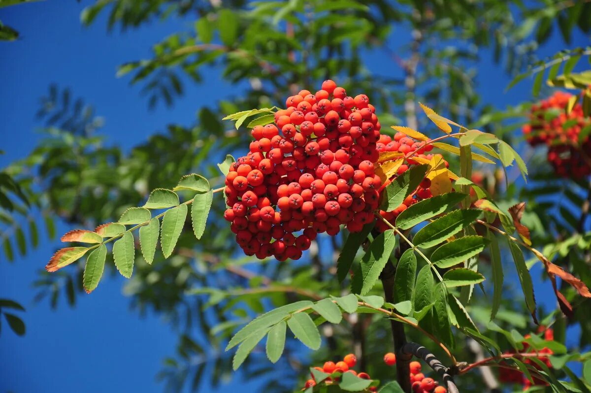 рябина обыкновенная (sorbus aucuparia l. рябина обыкновенная с10. рябина обыкновенная невежинская. рябина желтоплодная. рябина обыкновенная "фастигиата" (sorbus aucuparia "fastigiata").