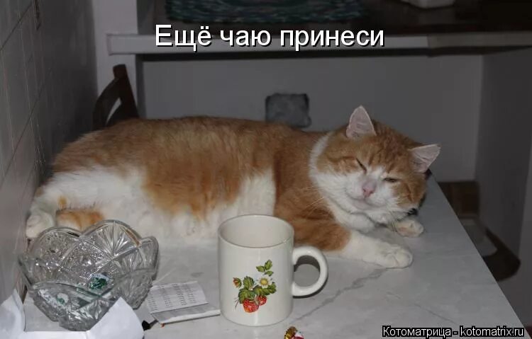 Налей мне чаю пожалуйста. Принеси чай. принеси к чаю. доброе утро котоматрица. с добрым утром котоматрица.