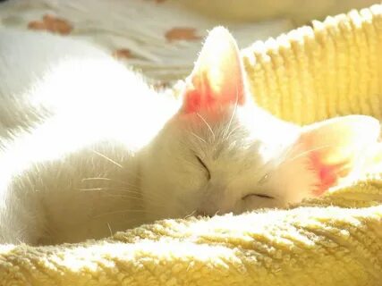 Котенок солнышко