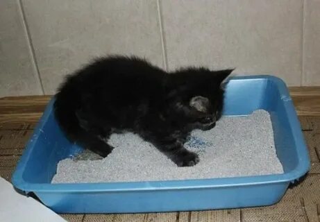 Котенок 1 месяц не ходит по большому