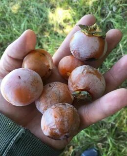 Хурма сорт россиянка описание отзывы