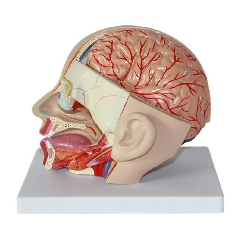 Расположение мозга в черепной коробке. Макет головного мозга. Мозги без черепа