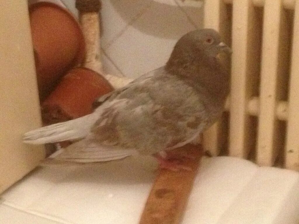 подобрал голубя что делать
