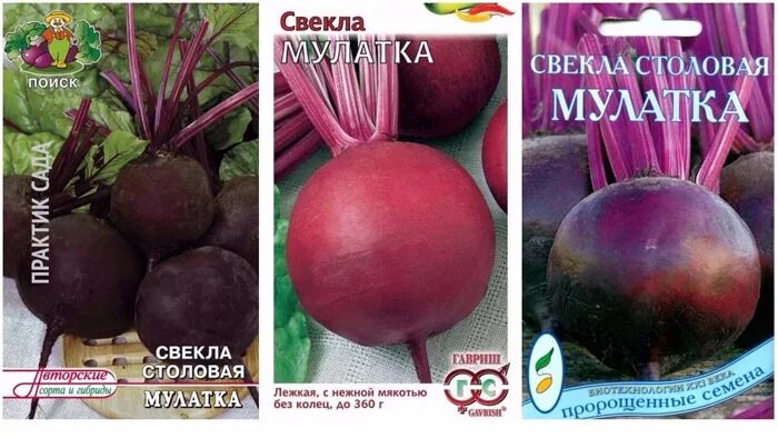 Семена свекла негритянка. Семена поиск свекла столовая мулатка 3 г. Свекла негритянка. Свекла мулатка фото. Свекла столовая мулатка.
