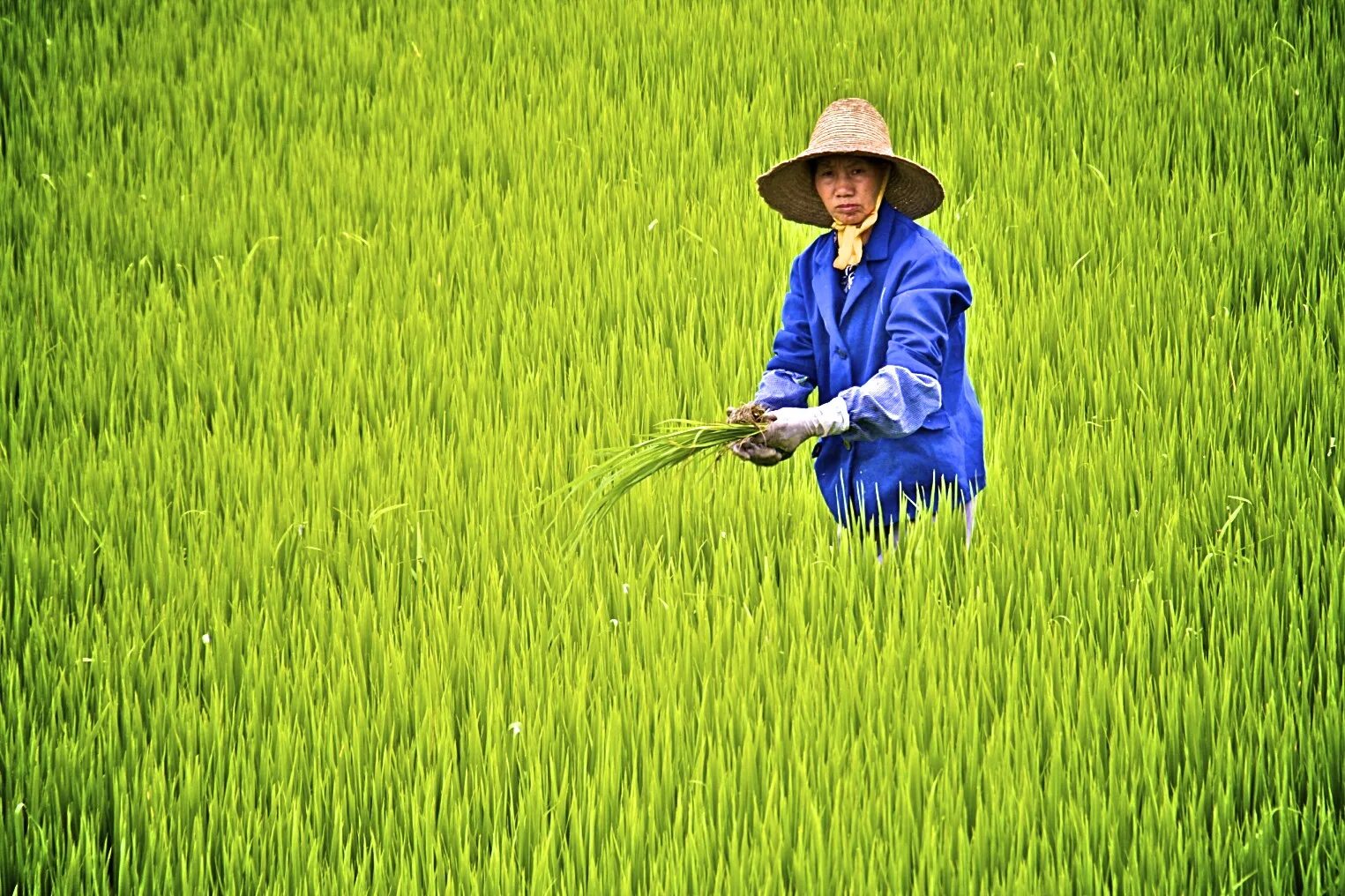 They rice in the fields