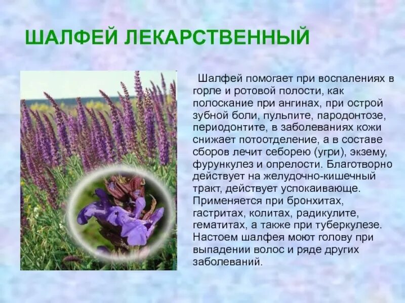 Шалфей описание цветка. Шалфей описание цветка. Шалфей описание цветка. Лекарственные растения окружающий мир 2 класс шалфей. Шалфей описание цветка.