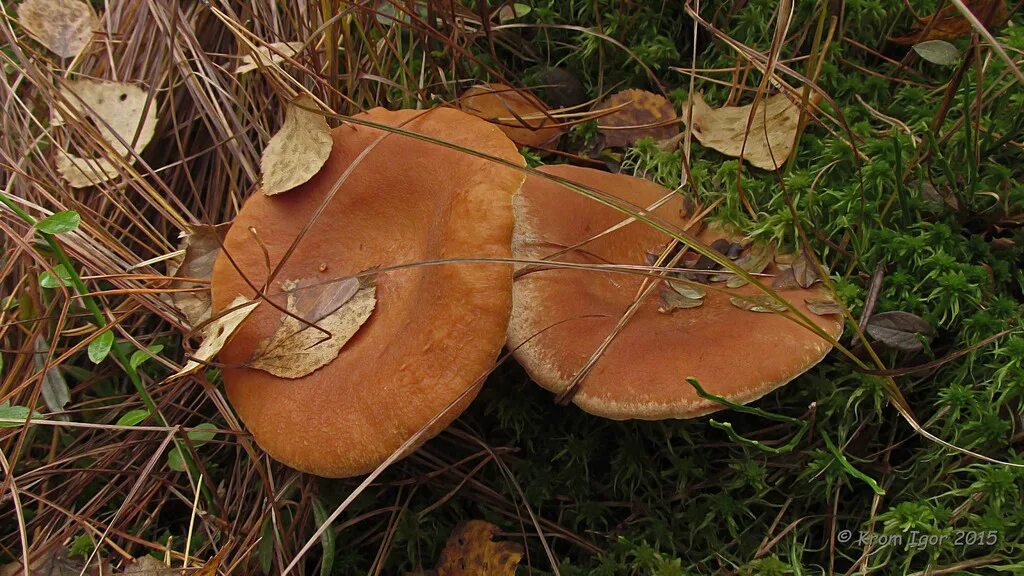 Пластинчатый масленок гриб. Млечник серо-розовый Lactarius helvus. Маслёнок пластинчатый гриб. Пластинчатый гриб похожий на масленок. Масленок пластинчатый гриб