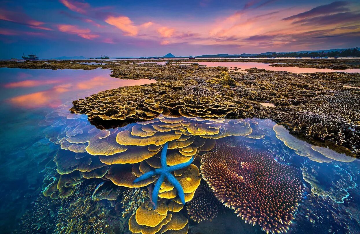 Острова большого рифа. Великий Барьерный риф Австралия. Коралловый риф в Австралии. Большой Барьерный риф национальный парк. Острова большого барьерного рифа.