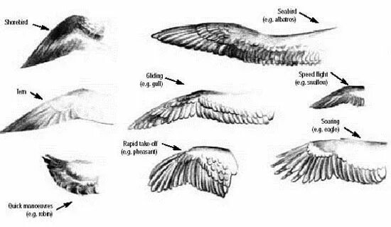 Типы крыльев у птиц. Строение крыла Колибри. Формы крыльев птиц. Анатомия крыла птицы. Строение крыла птицы схема.