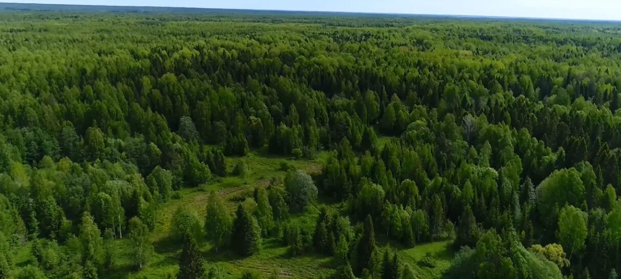 Заповедный лес под усиленной охраной. Кологривский лес Костромская область. Кологривский лес заповедник. Кологривский заповедник Костромской. Реликтовый лес в Кологриве.