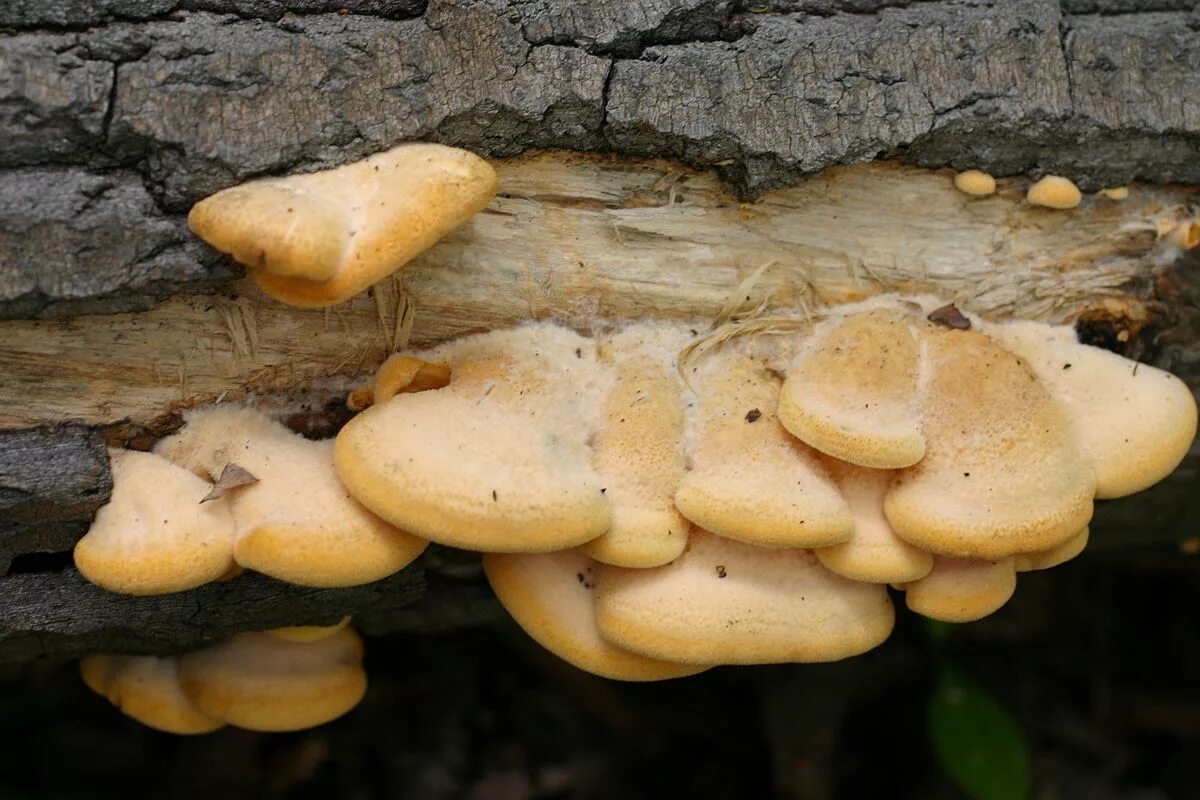 Вешенки на дереве. Вёшенка оранжевая (Phyllotopsis nidulans). Вешенка рожковидная Лесная. Вешенка рожковидная. Трутовик чешуйчатый пестрец.