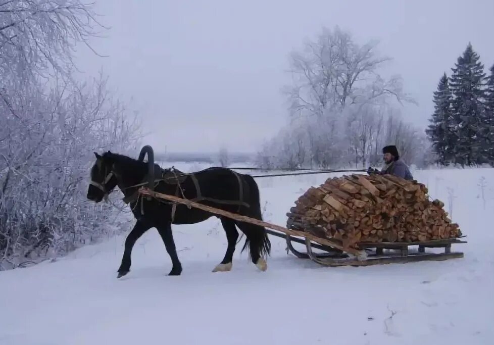 Лошади сани деревья бык. Телега дров. Сани для дров. Воз дров. Лошади зимой.