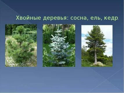 Сосна имя существительное